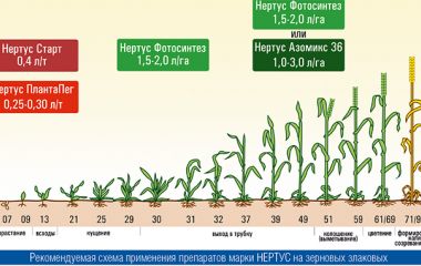 Качественно подготовленные семена – первый шаг к высокому урожаю