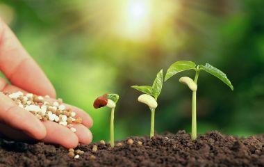 Застосування мінеральних добрив