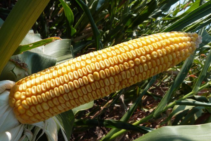 Насіння кукурудзи MAS 44.A (Мас 44.А), ФАО 380 (MAS Seeds) МАКСИМ XL