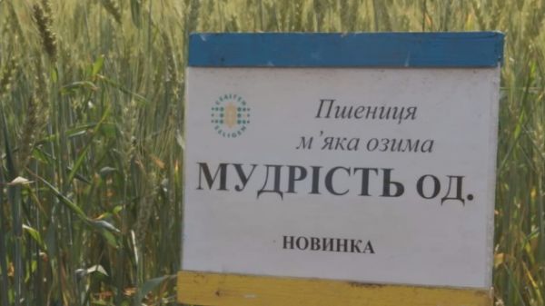 Насіння озимої пшениці МУДРІСТЬ ОДЕСЬКА, ЕЛІТА