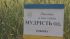Семена озимой пшеницы МУДРОСТЬ ОДЕССКАЯ, ЭЛИТА