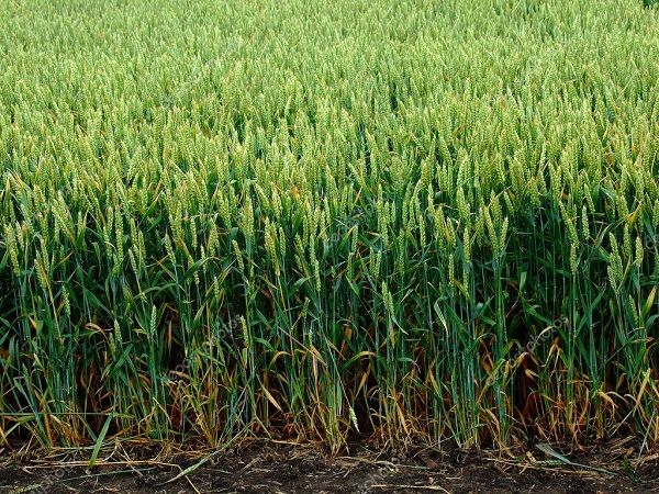 Насіння озимої пшениці ПОДОЛЯНКА, ЕЛІТА