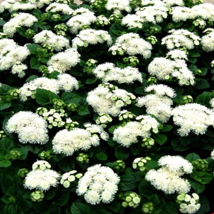 Агератум хоустона Алоха F1 | Ageratum houstonianum Aloha F1 HEM GENETICS, Фасовка - Белый - 100 драже