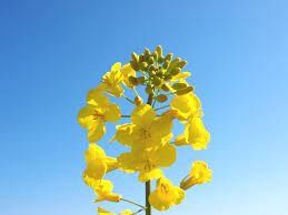 Насіння озимого ріпаку ЕС Амадео 