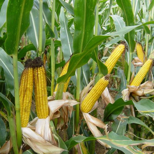 Насіння кукурудзи AMELIOR (Амеліор), ФАО 240 (MAS Seeds) МАКСИМ XL