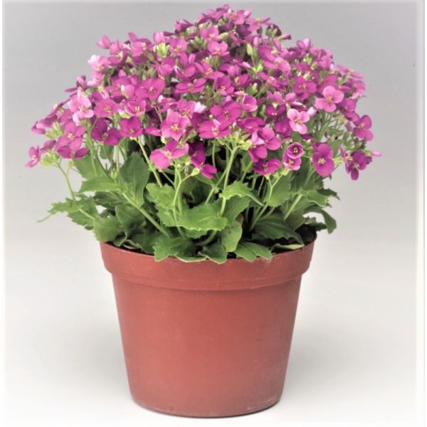 Арабис кавказский Литл Треже | Arabis caucasica Little Treasure Syngenta