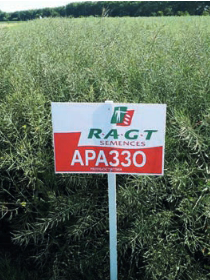 Насіння озимого ріпаку АРАЗЗО