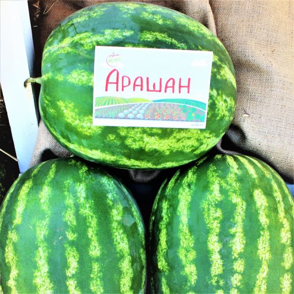 Арбуз АРАШАН F1 | ARASHAN F1 Syngenta, Фасовка - 1000 семян