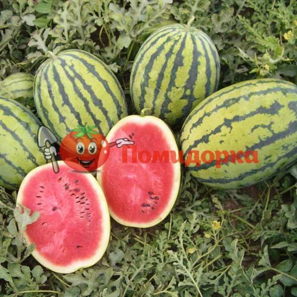 Арбуз БЕДУИН F1 | BEDUIN F1 Bejo, Фасовка - 200 шт