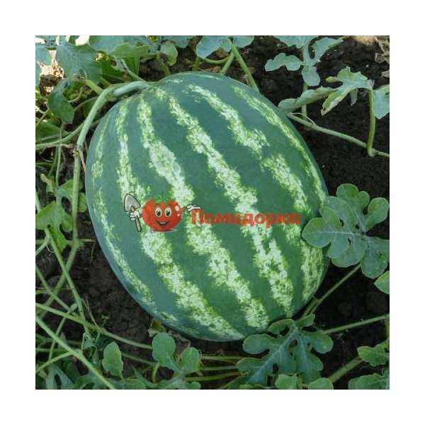Арбуз Бонта F1 | BONTA F1 Sеminis, Фасовка - 1000 семян