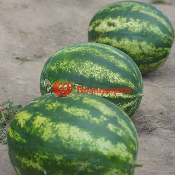 Арбуз Целин F1 | Celin F1 Clause, Фасовка - 1000 семян