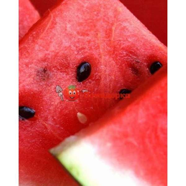 Арбуз ЧАРЛЬСТОН ГРЕЙ F1 | CHARLSTON GREY F1 Clause, Фасовка - 0,5 кг