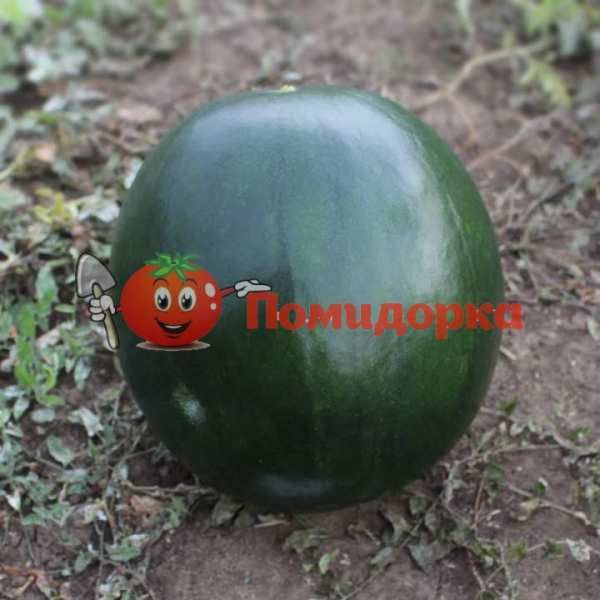 Арбуз KS 160 F1 | KS 160 F1 Kitano, Фасовка - 100 семян