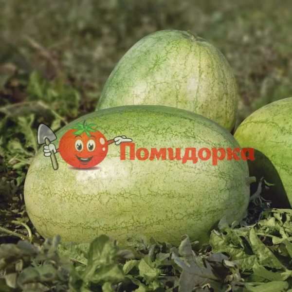 Арбуз KS 1819 F1 | KS 1819 F1 Kitano, Фасовка - 100 семян