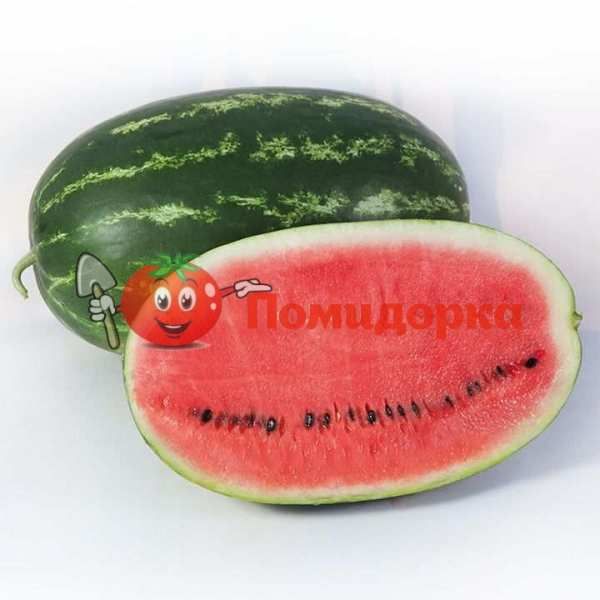 Арбуз KS 632 F1 | KS 632 F1 Kitano, Фасовка - 100 семян