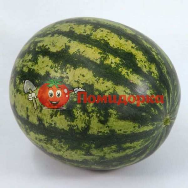 Арбуз KS 633 F1 | KS 633 F1 Kitano, Фасовка - 100 семян