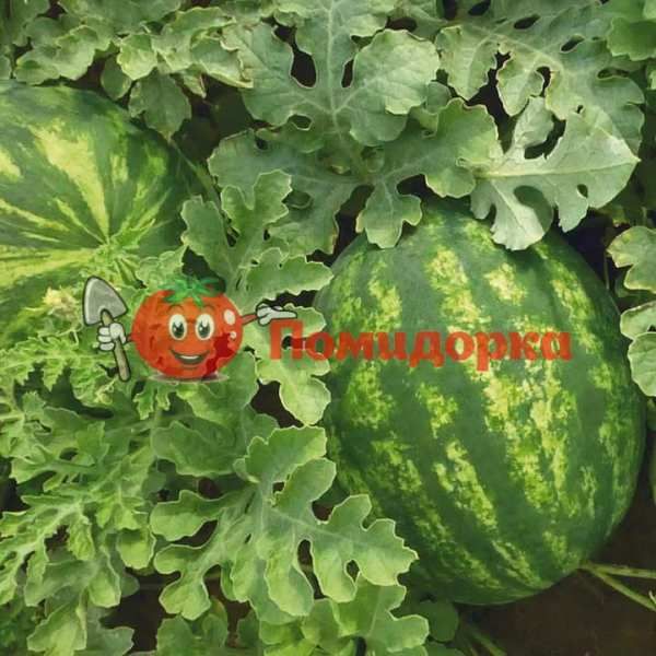 Арбуз KS 635 F1 | KS 635 F1 Kitano, Фасовка - 100 семян