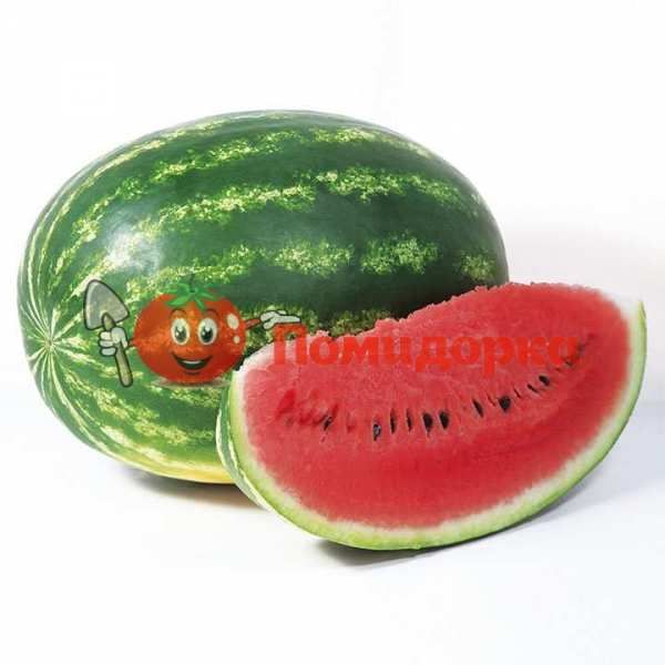 Арбуз НАЙСИ (KS 638) F1 | NAYSI F1 Kitano, Фасовка - 100 семян