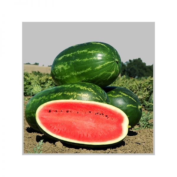 Арбуз Мелина F1| Melina F1 Clause, Фасовка - 1000 семян