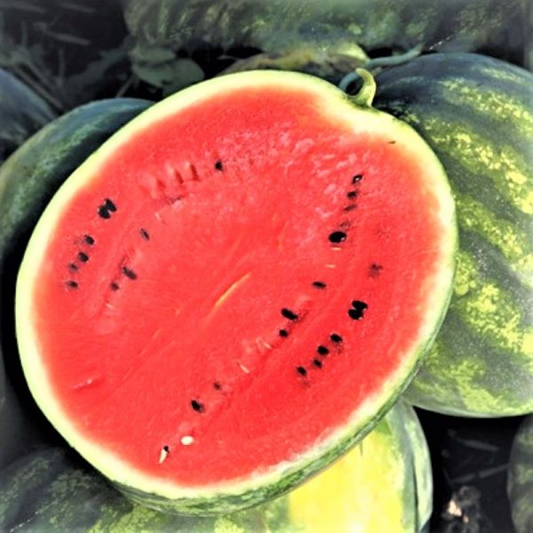 Арбуз СОРЕНТО F1 | SORRENTO F1 Syngenta, Фасовка - 1000 семян