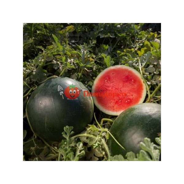 Арбуз ТИТАНИЯ F1 | TITANIA F1 Rijk Zwaan, Фасовка - 1000 семян