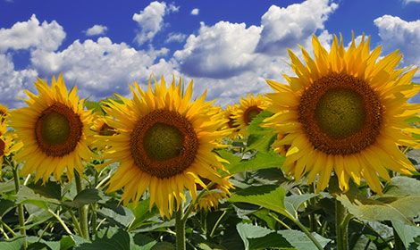 Насіння соняшника АТІЛЛА Стандарт