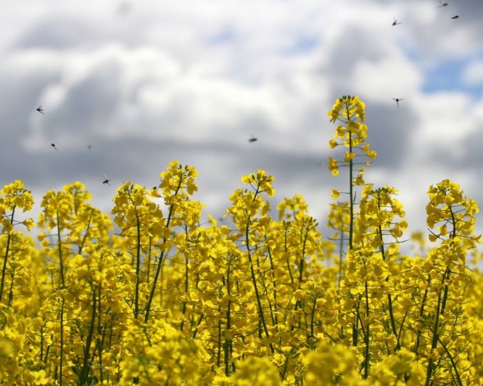 Насіння озимого ріпаку Атора 