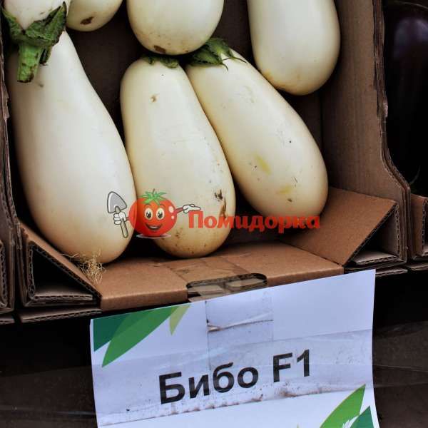Баклажан БИБО F1| BIBO F1 Seminis, Фасовка - 1000 семян