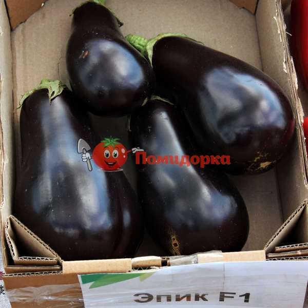 Баклажан ЭПИК F1| EPIK F1 Seminis, Фасовка - 1000 семян