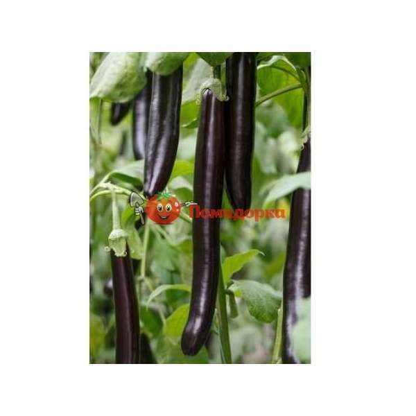 Баклажан ЭСТЕЛЛЕ F1 | ESTELLE F1 Rijk Zwaan, Фасовка - 1000 семян