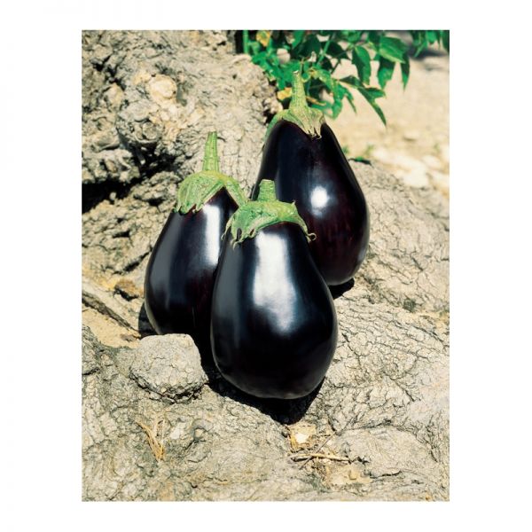 Баклажан Галине F1 | Galine F1 Clause, Фасовка - 5 гр