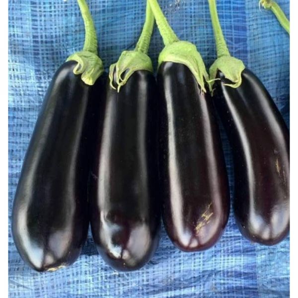 Баклажан Казимир F1 | Kazimir F1 Clause, Фасовка - 1000 семян