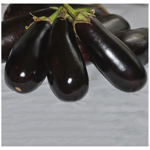 Баклажан Классик F1 | Classik F1 Clause, Фасовка - 5 грамм