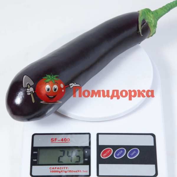 Баклажан KS 4804 F1 | KS 4804 F1 Kitano, Фасовка - 1000 семян