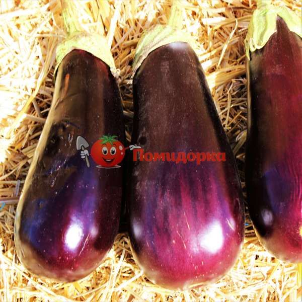 Баклажан ПРАДО F1 | PRADO F1 Kitano, Фасовка - 250 семян