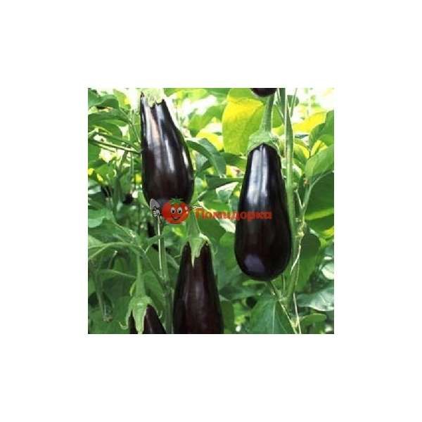 Баклажан ШАРАПОВА F1 | SHARAPOVA F1 Rijk Zwaan, Фасовка - 1000 семян