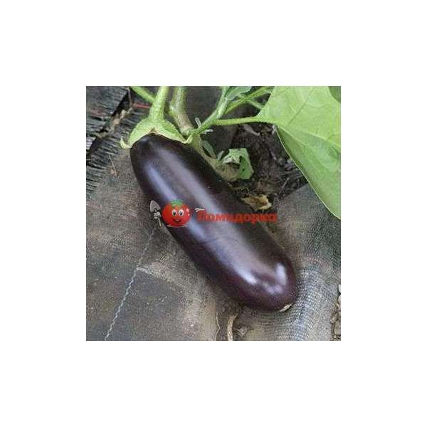 Баклажан ВАЛЕНТИНА F1 | VALENTINA F1 Seminis, Фасовка - 1000 семян