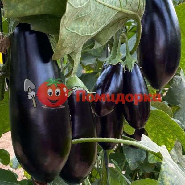 Баклажан ВИЗИР F1 | VIZIR F1 Yuksel, Фасовка - 500 семян