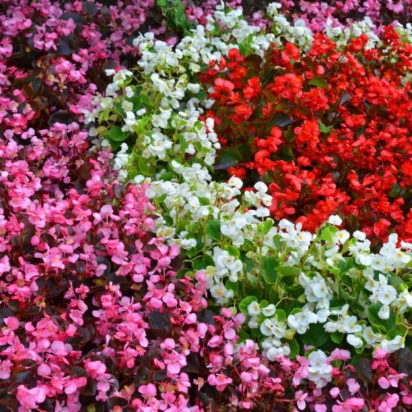 Бегония Бада Бум F1 | Begonia semperflorens Bada Boom F1 syngenta flowers, Фасовка - Микс - 200 семян