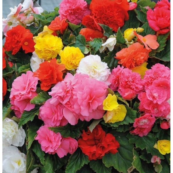 Бегония Тубероза Гоу-Гоу F1 | Begonia tuberosa Gо-Gо F1 Syngenta, Фасовка - Микс - 100 семян