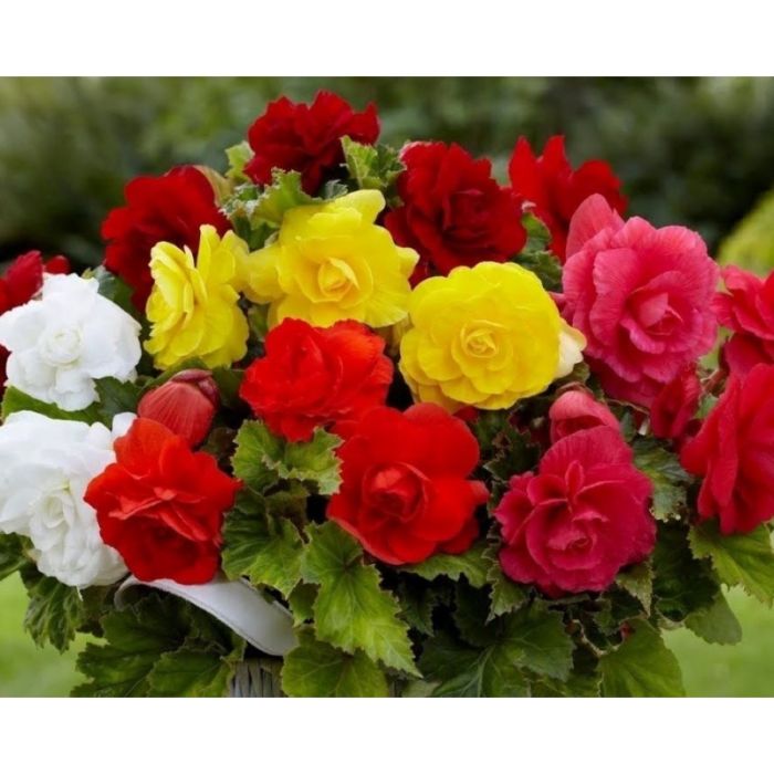 Бегония клубневая Лимитлесс | Begonia tuberhybrida Limitless, Фасовка - Смесь - 100 семян