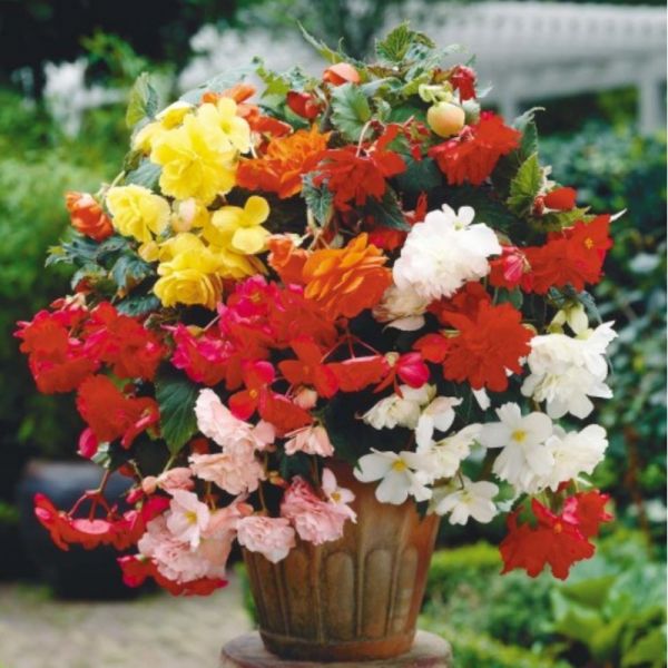 Бегония клубневая Шансон F1, Фасовка - Микс - 10 семян