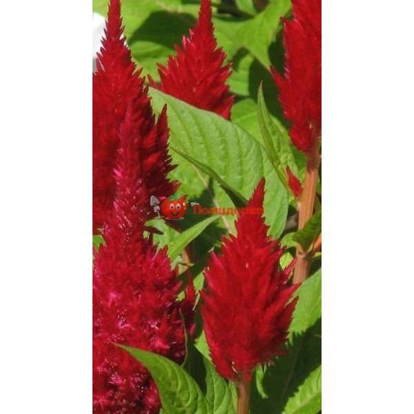 Целозия Glorious Red Coated Benary 1000 шт