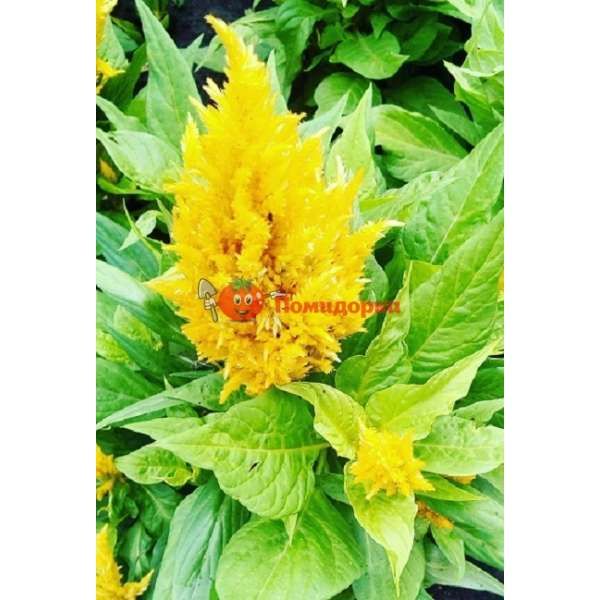 Целозия Glorious Yellow Coated Benary 1000 шт