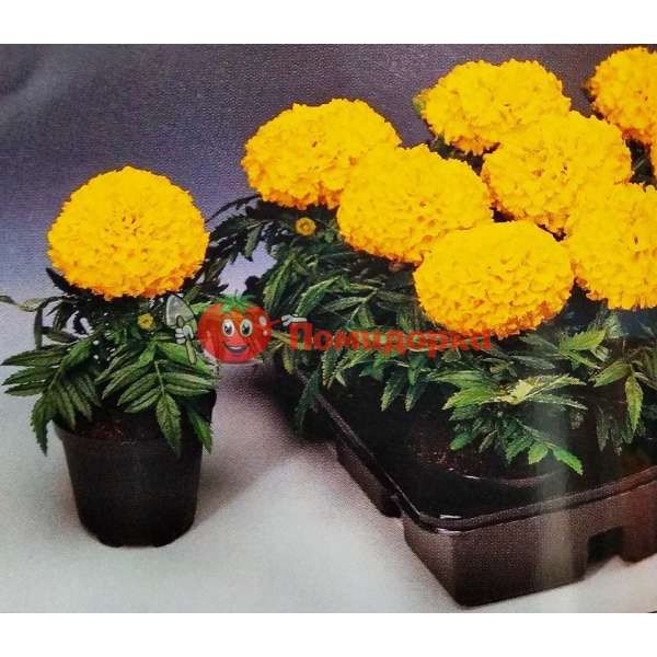 Чернобривцы Antigua F1 Gold Syngenta 1000 шт