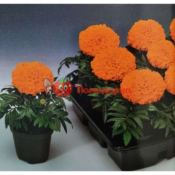 Чернобривцы Antigua F1 Orange Syngenta 1000 шт