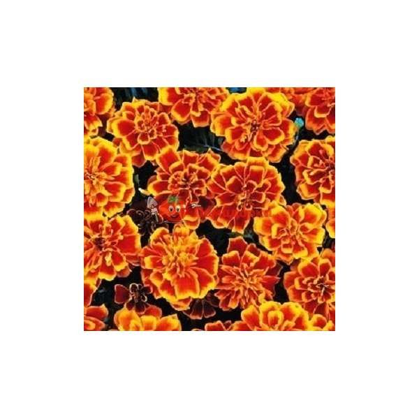 Чернобривцы patula Bonanza Flame Pan American 1000 шт