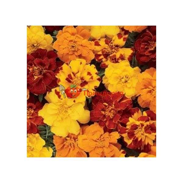 Чернобривцы patula Durango Mix Pan American 1000 шт