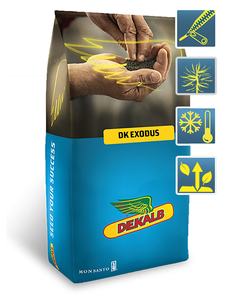 Насіння озимого ріпаку DK EXODUS (ДК Ексодус)
