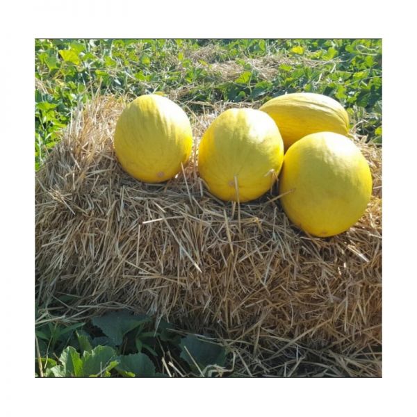 Дыня Бабор F1 | Babor F1 Clause, Фасовка - 1000 семян